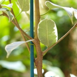Trebor Bambusová laminovaná tyč SPLIT 60cm 25ks/bl 140816