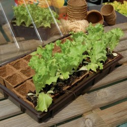 Trebor Mini skleník Growing Kit 38x23cm 160008